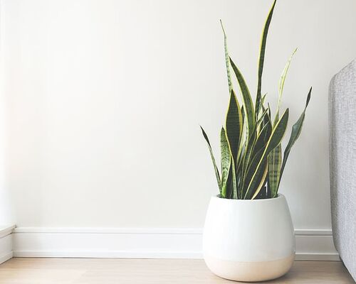home-house-plants-leaves
