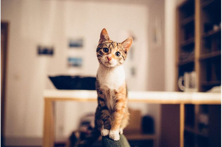 nature-animal-animals-cat